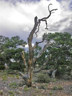 arizona_another_dramatic_tree.jpg