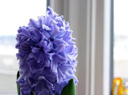 blue_hyacinth.jpg