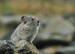 collared_pika_medium.jpg