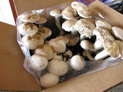 mushrooms_3_mushrooms.jpg