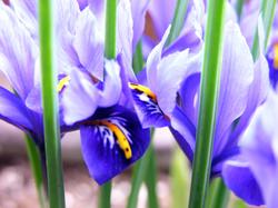 portland_tiny_iris_2.jpg