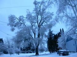 snow_trees_on_lovely.jpg