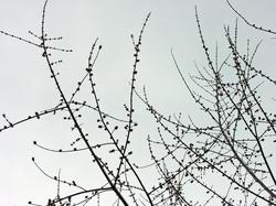 spring_tree.jpg