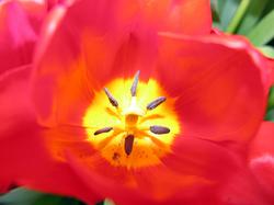 washington_tulip.jpg