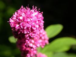 welches_pink_cluster_flowers.jpg